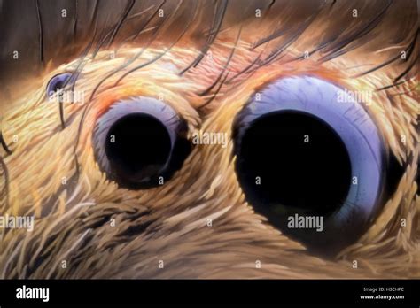 Extreme magnification - Jumping spider eyes Stock Photo - Alamy