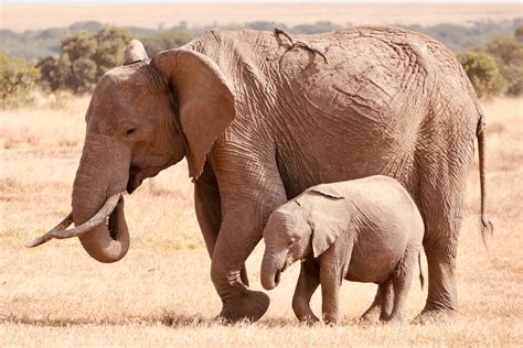 Elephants on a Savanna · Free Stock Photo