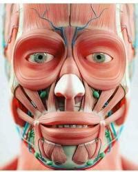 anatomi tubuh muka manusia archives nasihat sahabat