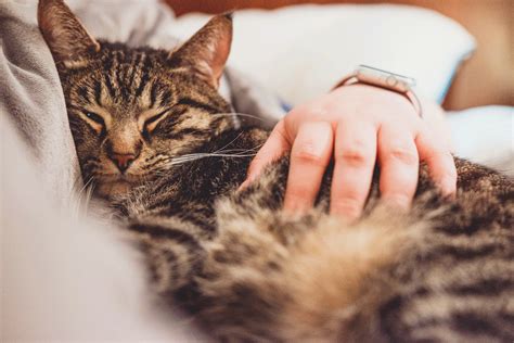Giuntinipet Il 17 febbraio è la Festa Nazionale del Gatto - Giuntinipet