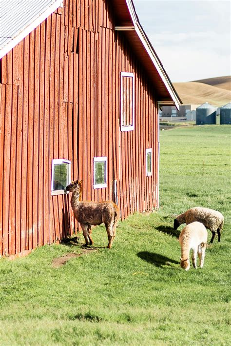 barn wallpaper      barn wallpaper stock