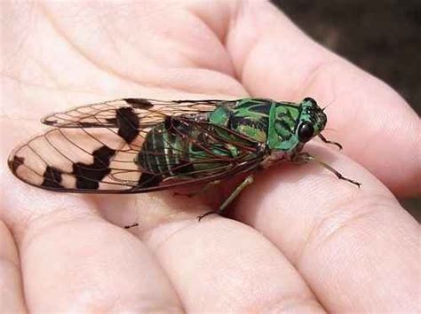 a close up of a person's hand holding a green and black insect in it's palm