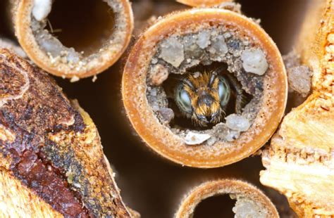 The Fragile Future of Solitary Bees | Discover Magazine