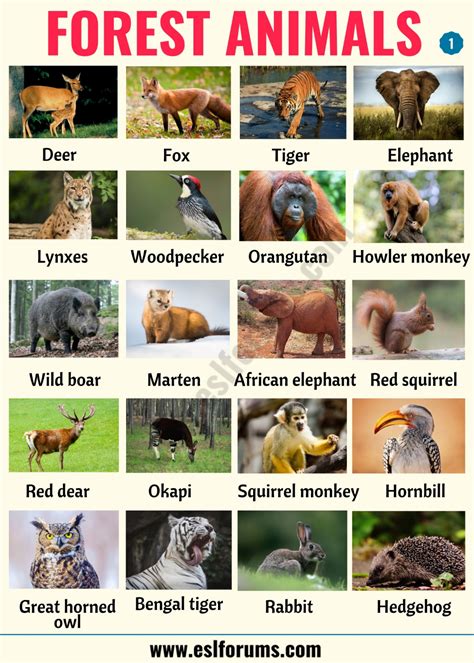 forest animals list  animals     forest