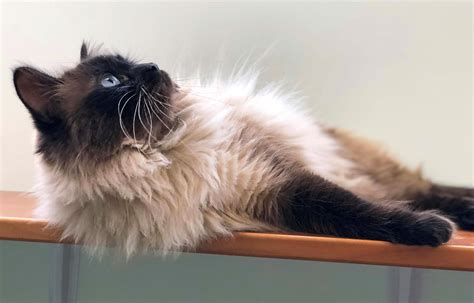 Ballard Animal Hospital