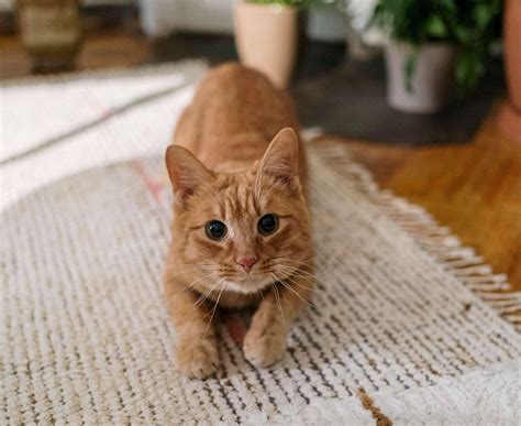 How to Stop Your Cat From Scratching the Carpet – tuft + paw