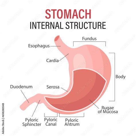 anatomy   human stomach medical poster  detailed diagram