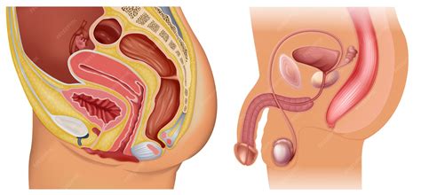 女性と男性の生殖器系 | プレミアムベクター