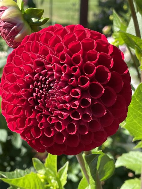 Cornel Dahlias - Wild Horse Gardens, LLC