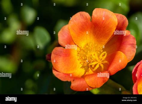 Tropical orange flower (Portulaca grandiflora) of South America, grown ...