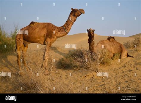 Camels in Thar Desert, Rajasthan, India Stock Photo - Alamy