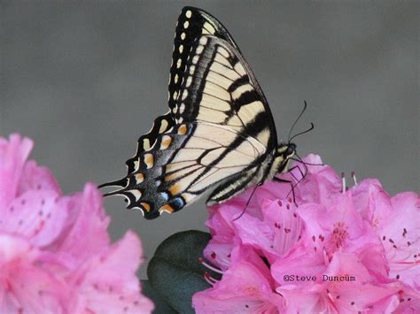 Appalachian Tiger Swallowtail Papilio appalachiensis (Pavulaan & Wright