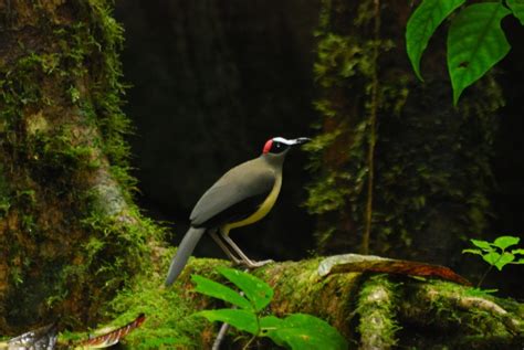 Ebo Forest: A Stronghold for Cameroon’s Wildlife - Global Wildlife Conservation