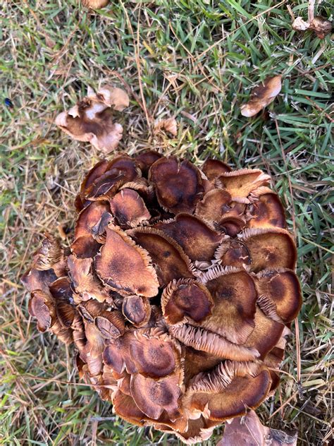 What fungi? Found in a yard. : r/Charleston