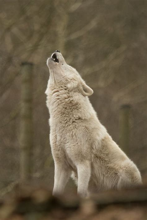 Polar wolf