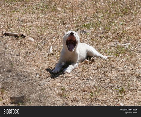 Dingo Mouth Open Image & Photo (Free Trial) | Bigstock