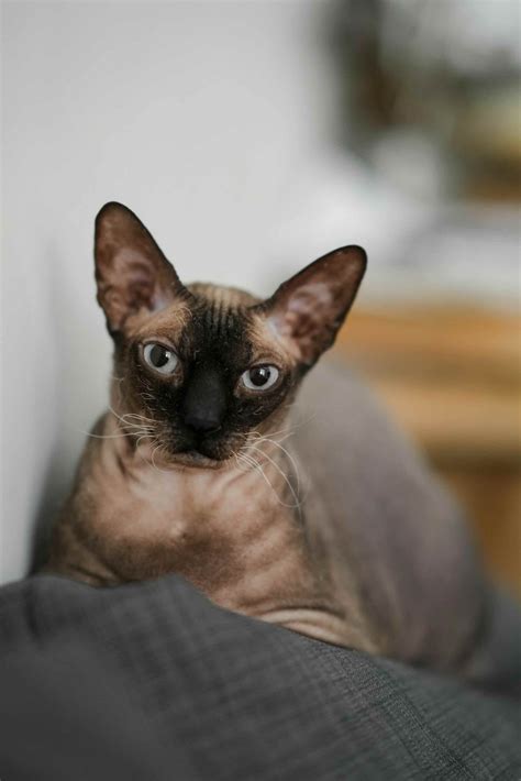 125 Sphynx Cat Names: Unique Ideas for Hairless Cats - Cat Fancy Magazine