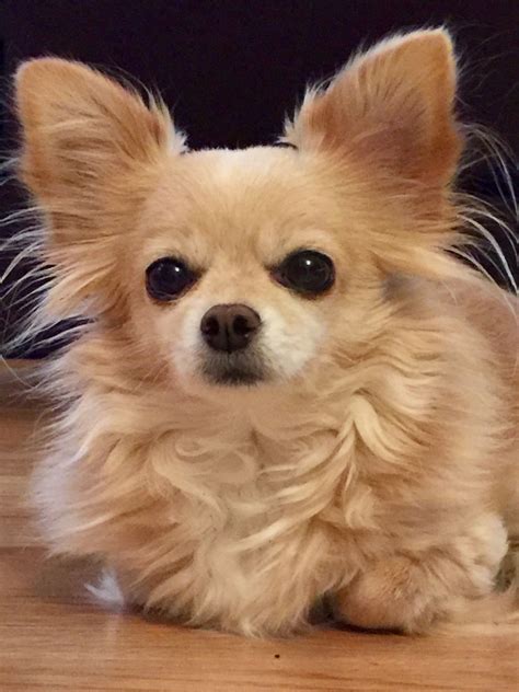 Beautiful CHARM ️long haired chihuahua | Chihuahua puppies, Chihuahua