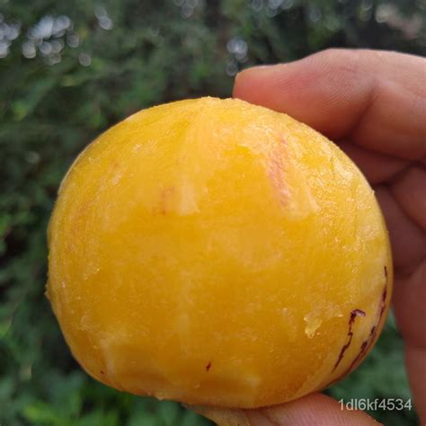 pokok dimasak buah buahan bulat hati kuning buah ginseng daging yunnan