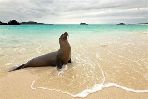 40 Cute and funny Pictures of Animals Enjoying Beach - Tail and Fur