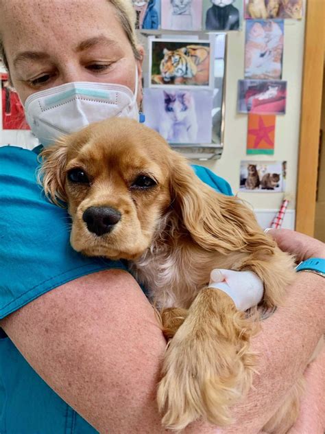 Neutered Dog Before And After