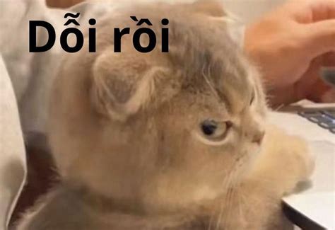 full  meme gian doi cute de thuong gian nguoi yeu