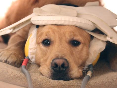 Dogs CAN understand human emotion: Canine brain reacts to vocal sounds
