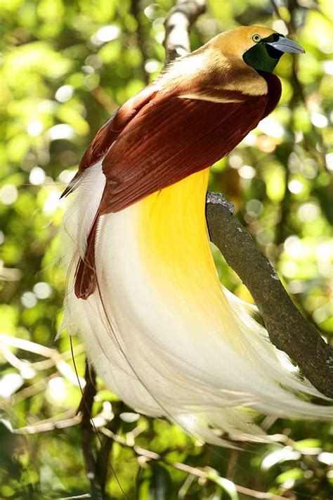 gambar burung cendrawasih papua gambar burung