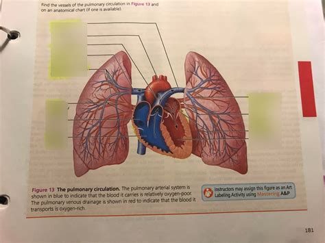 Pulmonary Circuit Diagram Diagram | Quizlet