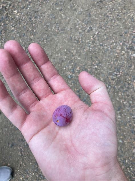 What berry is this? : r/Berries