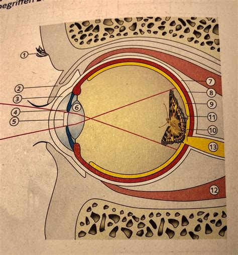 auge diagram quizlet
