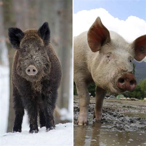 What Is Another Name For Wild Pig at Tayla Currey blog