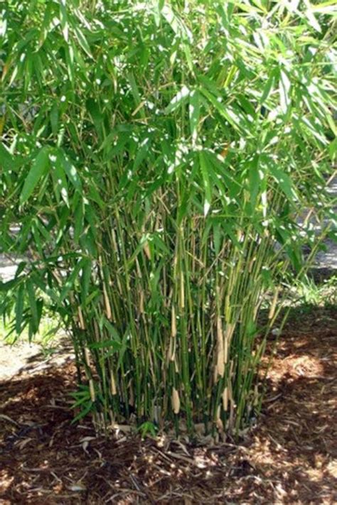 Bambusa Multiplex Green Hedge Clumping Bamboo 1 Gallon - Etsy