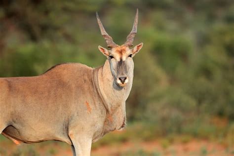 African Antelope Horns