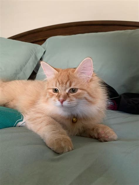 Maple getting bigger! Never leaves her brothers side.. | Scrolller