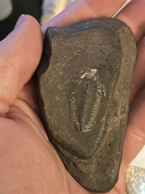 Trilobite fossil I found as a kid in New York. : r/fossils