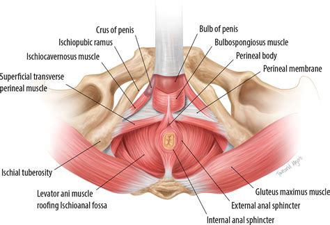 MRI of the Male Pelvic Floor | RadioGraphics