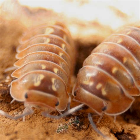 isopods holy poly isopods