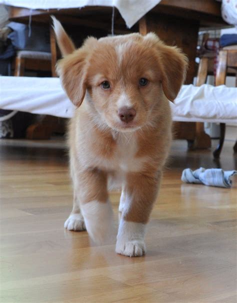 36 HQ Photos Nova Scotia Duck Tolling Retriever Puppies For Sale ...