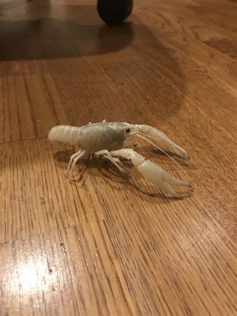 916 best r/Crayfish images on Pholder | Need help please :( He hasn’t