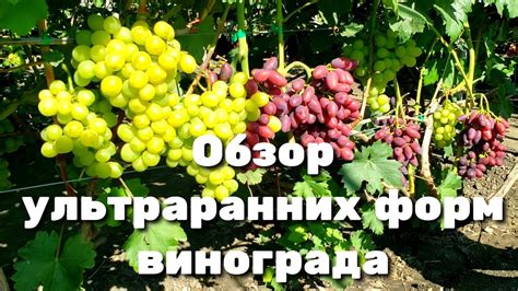 САМЫЙ большой обзор ультраранних форм винограда. Супер новинки и давно ...