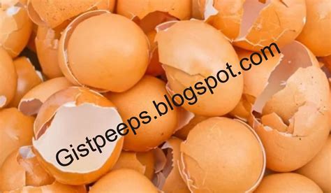 health benefits  eggshell gistok