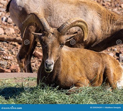 Portrait of the Desert Bighorn Sheep with Large Curved Horns, Antelope