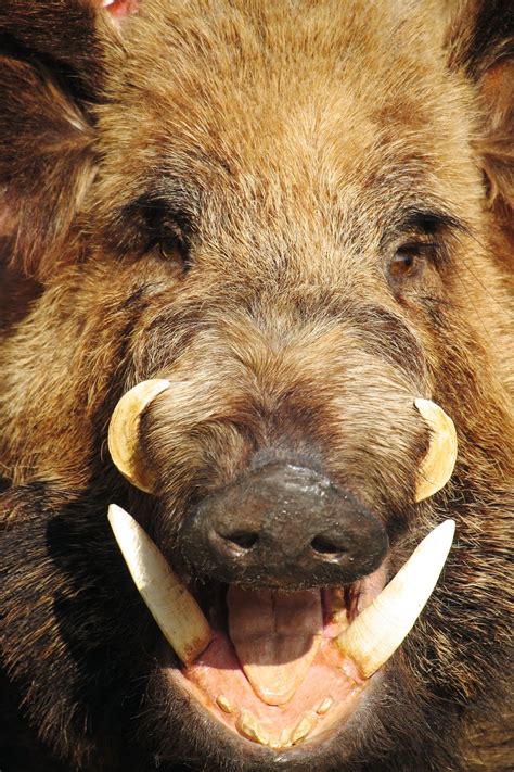 Feral Hogs Are the Worst Invasive Species You've Never Thought About