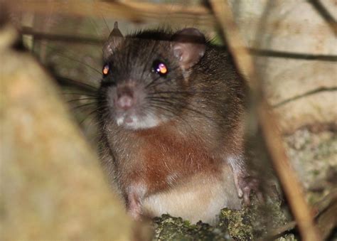 philippine forest rat rattus everetti   mammals