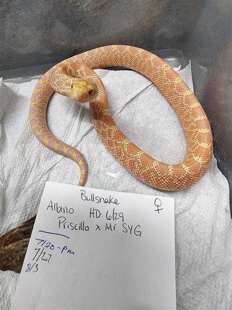 Snake Discovery:... - Snake Discovery: Reptile Store & Zoo