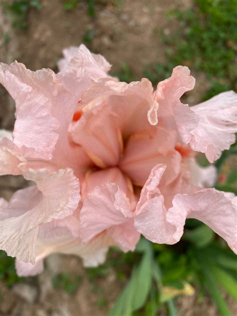 Goodbye Girl – Ripple Effect Iris Farm