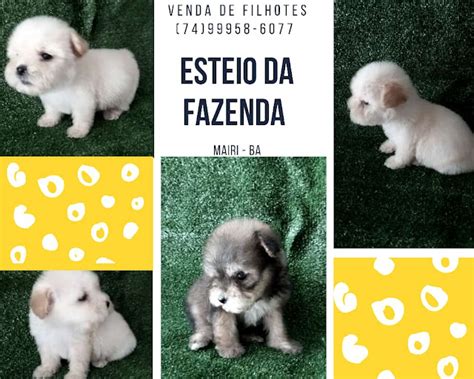 Filhotes De Cachorros A Venda Barato