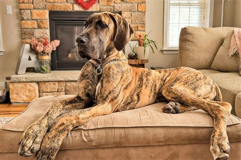 Pros and Cons of Great Danes - MawooPets.com
