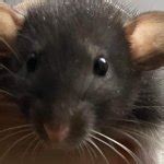 Rat baby Meme Generator - Imgflip